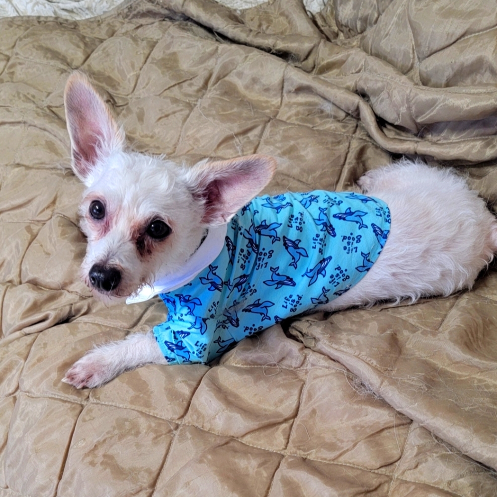 Life Is Good Blue Whale Clothing For Posh Pups!